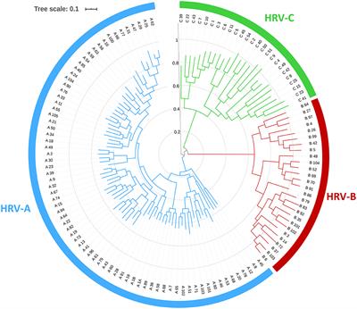 Rhinovirus: A Narrative Review on Its Genetic Characteristics, Pediatric Clinical Presentations, and Pathogenesis